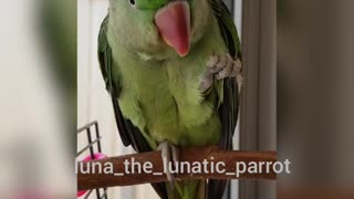 Cute Talking Parrot