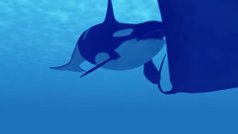 Orca Chasing Manta Ray