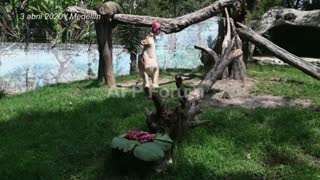 SOS por los zoológicos en Colombia