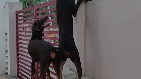 Doberman dog