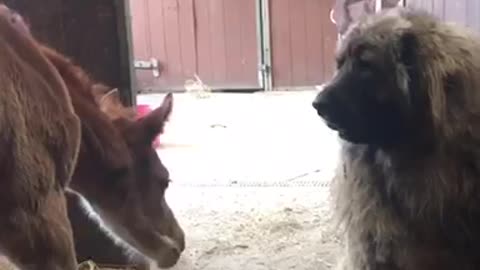 Brown horse and large grey dog meet in barn