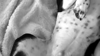 Black spotted dog wakes up from a nap