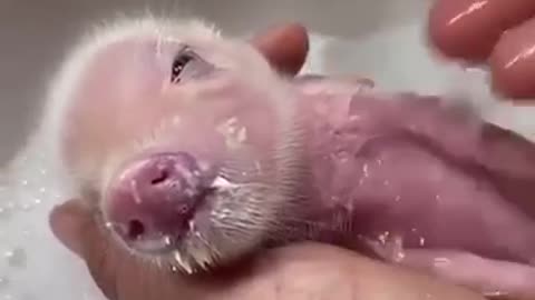 Piggie Bath