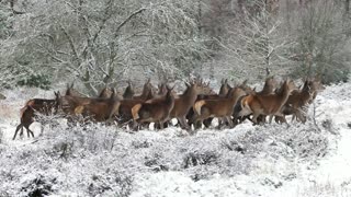 deer flock