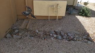 Friendly Road Runner at a home inspection