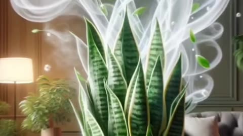 "Unveiling the Healing Power of Snake Plants: A Natural Remedy for Your Health!"