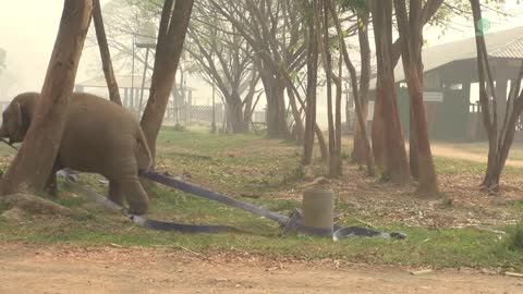 Saving Elephant