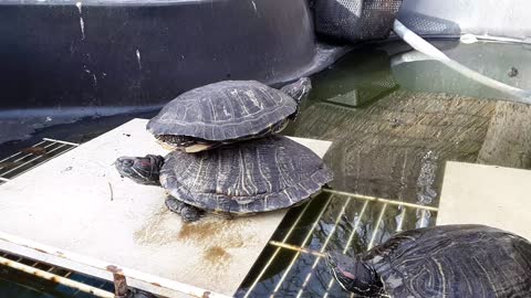 Turtles one-up each other at basking time