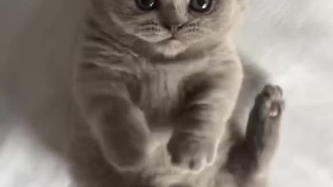Cute Kitten Super Cute Cat Funny Cats #cats #catvideos #catlover #lovecats