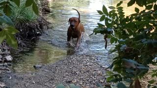 Dog Enjoys a Quick Dip In The Creek During A Hot Summer's Day Walk