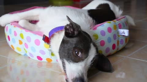 Cute Dog Laying Upside Down on Back and Wagging the Tail