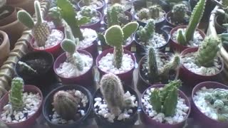 A table full of mini cactus in small pots at the flower shop, what a beauty! [Nature & Animals]