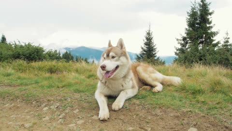 White cute dog