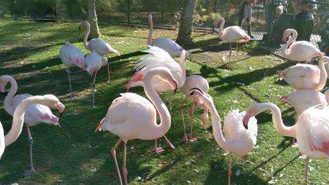 Kid Reaction to a Flock of Flamingos pooping, fighting, and talking