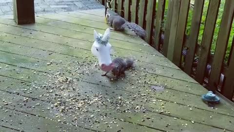 Squirrels Use Unicorn Head Feeder