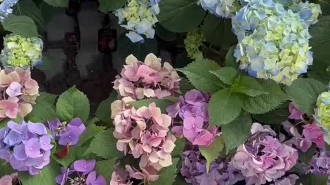 Garden and bonsai