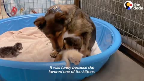 Mama Dog Who Lost Her Puppies Was Heartbroken Until She Got Kittens _ The Dodo