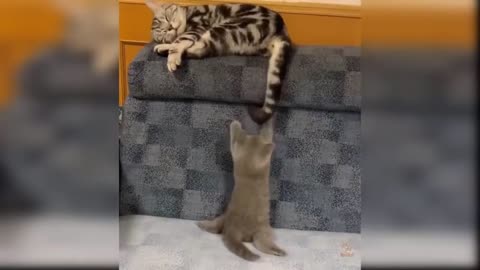 Funniest cats Change your Mind 2021