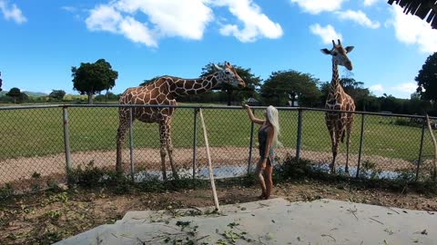 Asian Zoo. Feeding Giraffes By Young Woman. Family Of Giraffes Eat Plants. Singapore