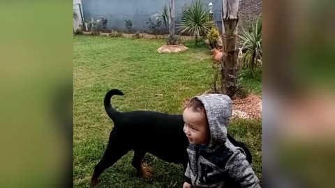 Disciplined dog play feeding game with baby friend