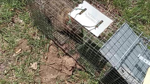 Relocating a Pesky Groundhog