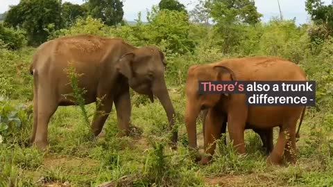 Top 10 facts about elephants Herd of African bush elephants