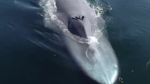 The most incredible whale.