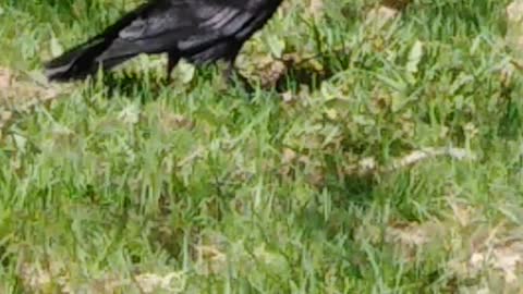 Rooks in the park