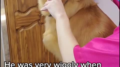 Golden Retriever snaps at groomer , Wash and Clean the dog - Funny