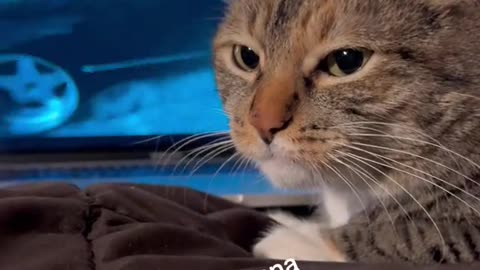 cat listening to music