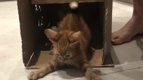 Ginger Kitten Plays Knock Knock