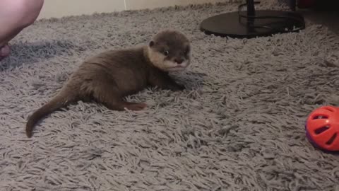 A baby otter delayed a roll after been hit with a toy.