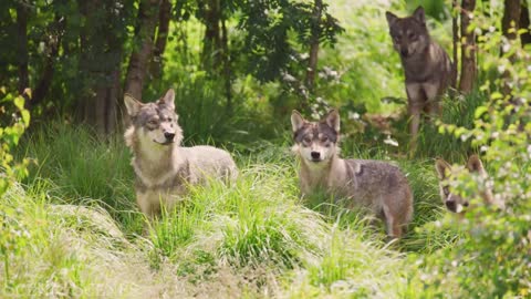 Amazing Scene of Wild Animals