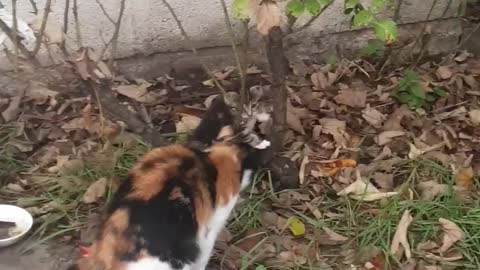 😻OMG Cute Tiger Kittens playing with Tree Leaves so adorable must watch for cat lovers