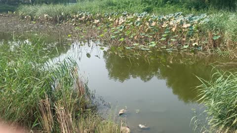 There are fish, lotus, and water plants in this river