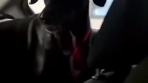 A cute puppy dog plays