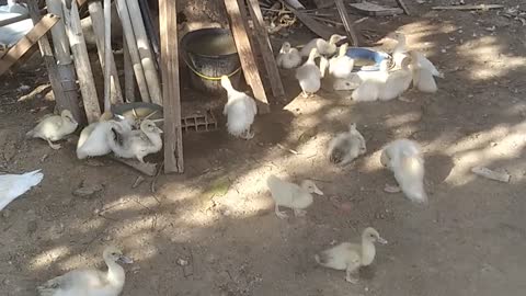 My father's ducks