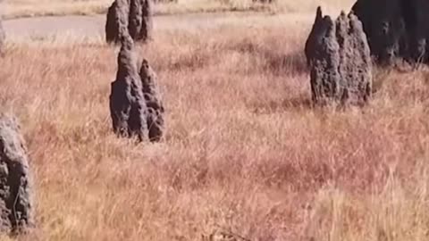 Amazing Mound Termites