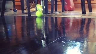 Vocal parakeet enthusiastically plays with tennis ball