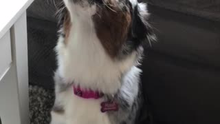 Dog and owner have a duet