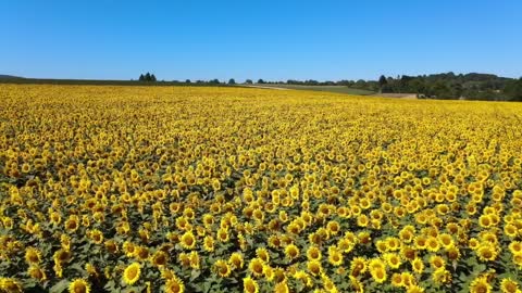 The most beautiful fields of sunflowers