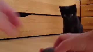 Cat sees a pull-up mouse for the first time