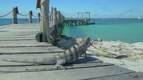 Lizard on tropical dock