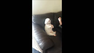 Dog begging