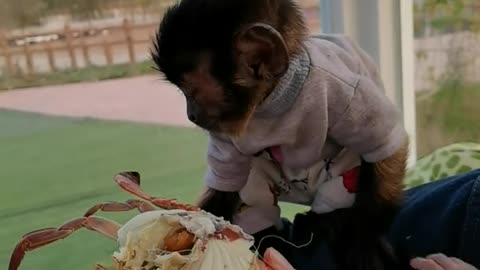 The breeder feeds crabs to the little monkeys