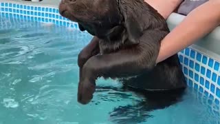 Dog Pretends to Swim