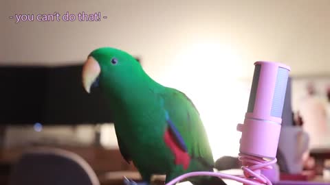 Bird Whispers Into Microphone for 5 Minutes Straight *with subtitles*