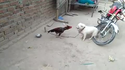 dog and cock fighting