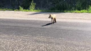 Fox standing on road in Northern BC