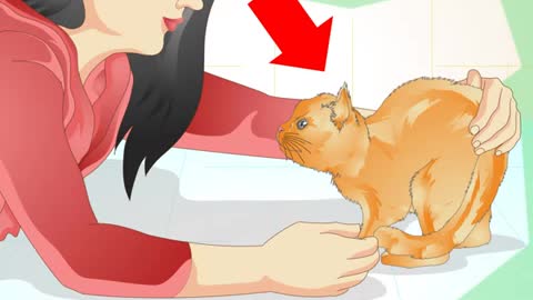 How To Stop Your Cat Spraying in your Home